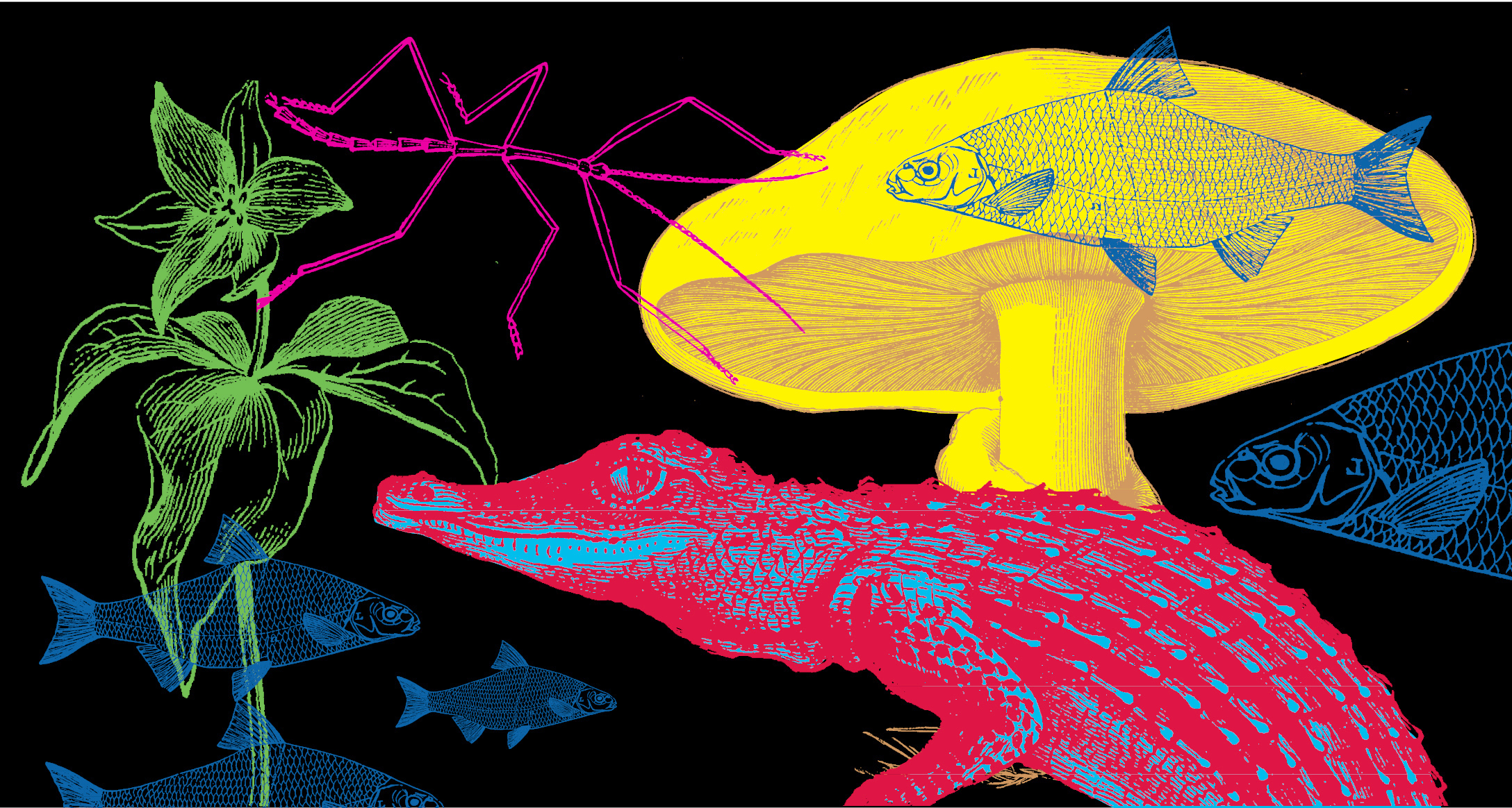 3 reinos en juego: animales, plantas y hongos