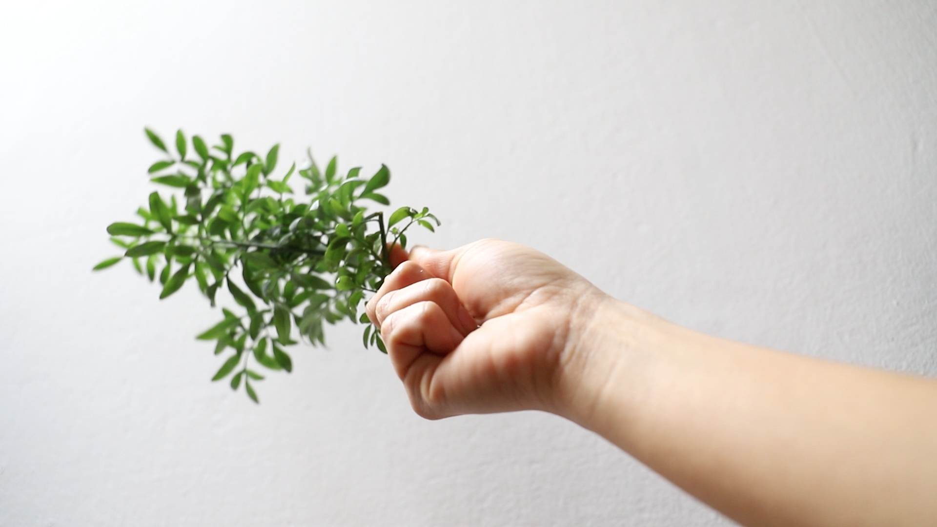 INTROVISUAL_ cápsula creativa