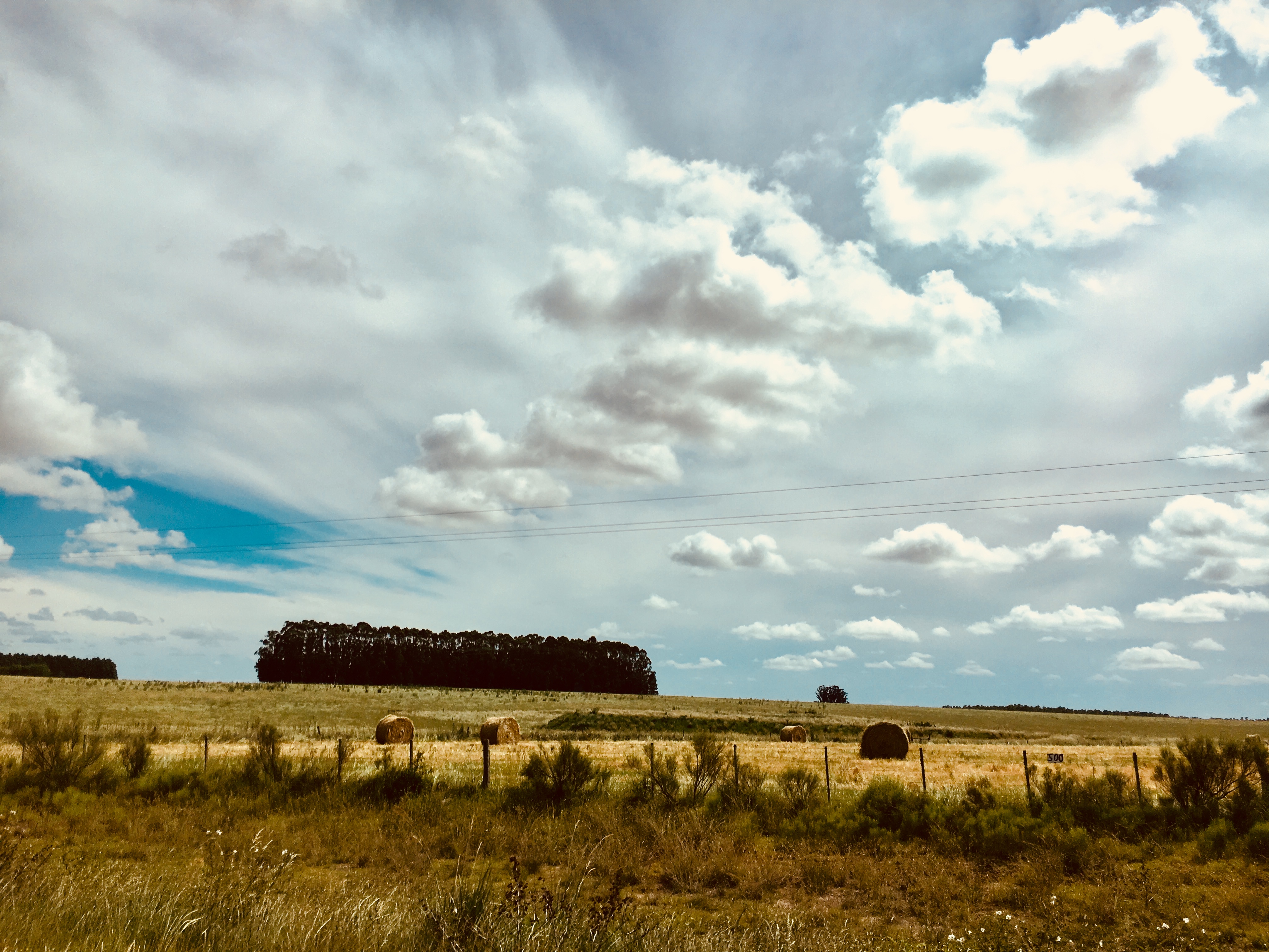 “La timidez de los árboles” de la argentina Carolina Zamudio