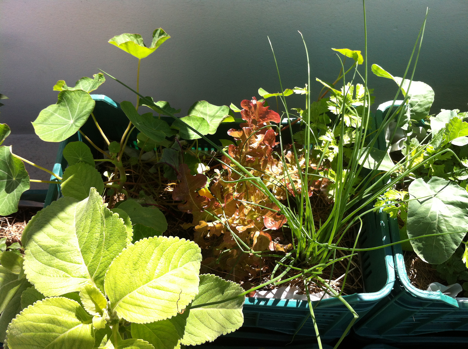Taller “Como iniciar mi jardín comestible urbano, un espacio de transformación en el hogar”