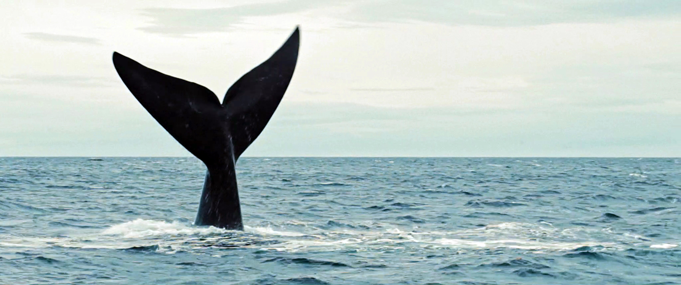 FICMA. Sesión especial para familias. Cine y medio ambiente