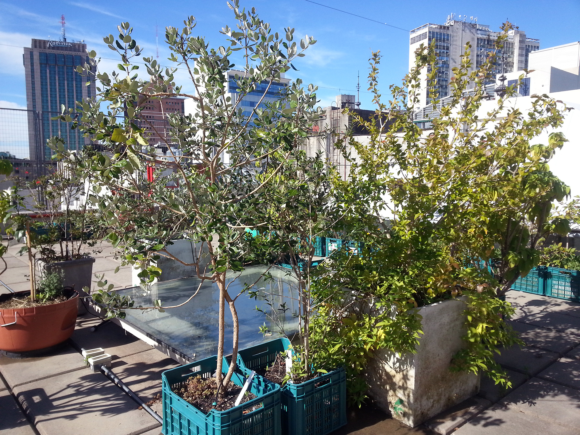 Taller “Plantamos árboles nativos”