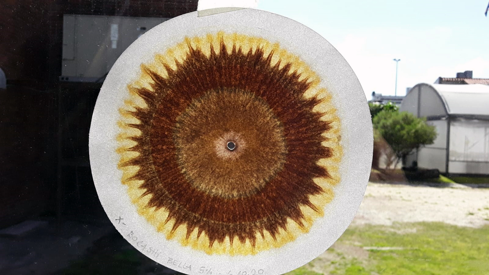 Tercer taller: Laboratorio en la Huerta – Cromatografía y vida en el suelo