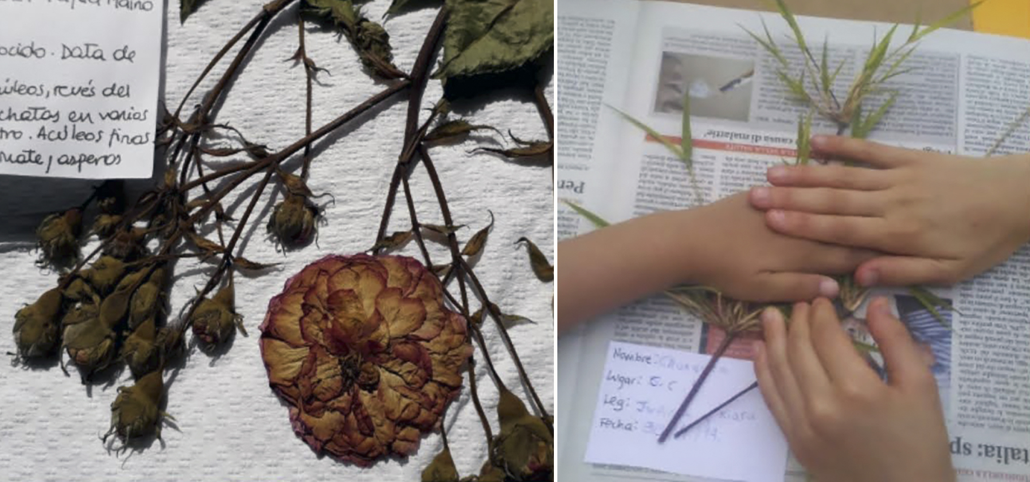 Cuarto taller: Herbario aromático