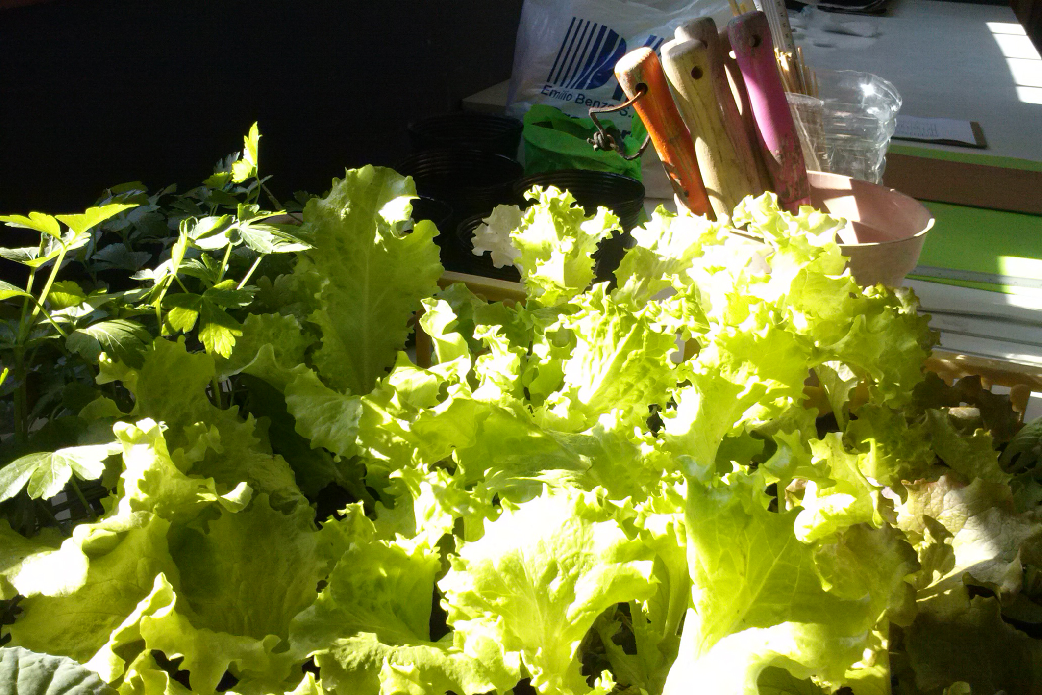 Taller Cultivar en familia ¡Manitos en la tierra!