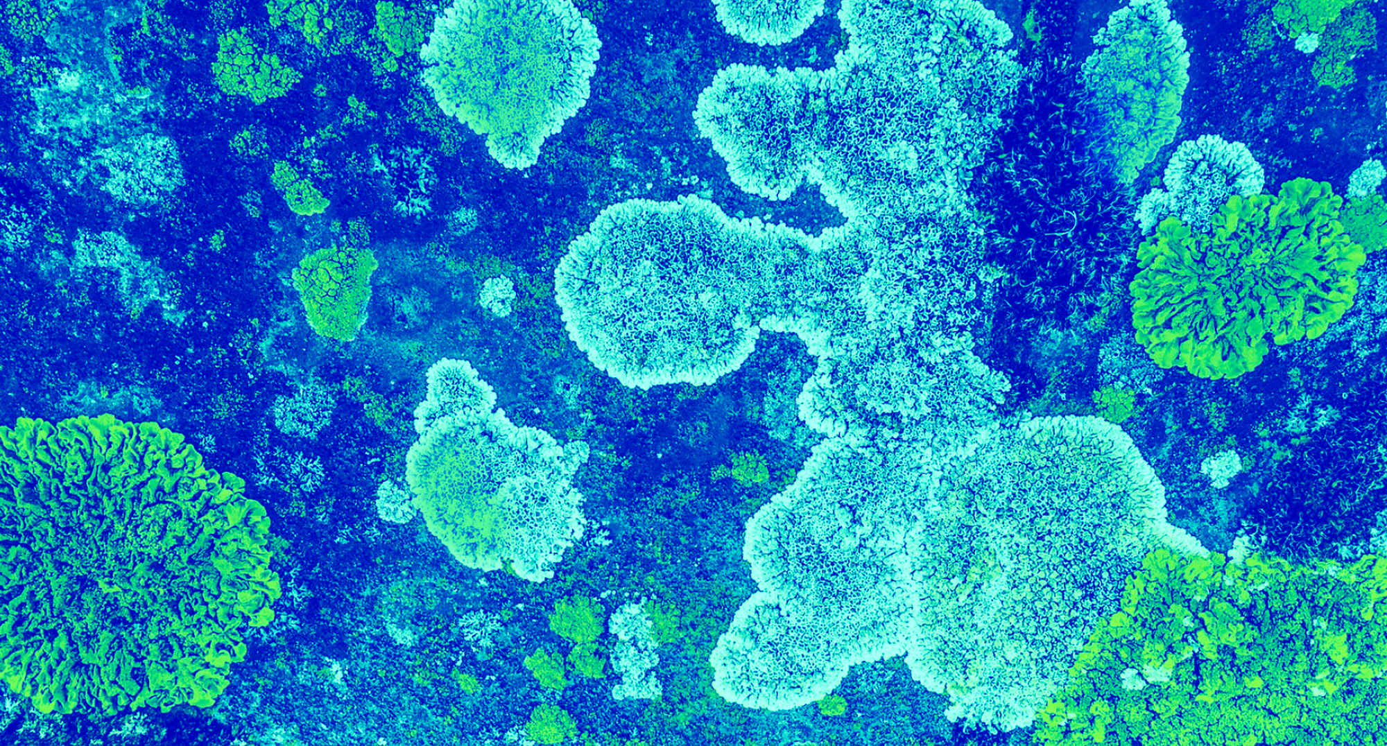 Escena simbiótica, Ópera de Fermentos